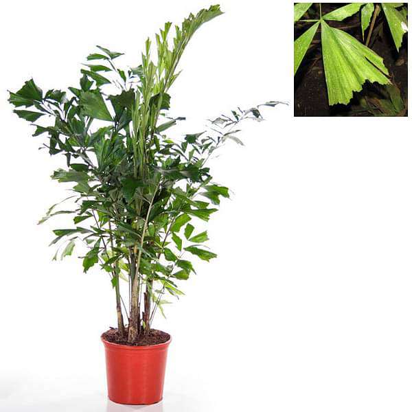 gog-plants-fishtail-palm-caryota-palms-plant-16968860729484.jpg