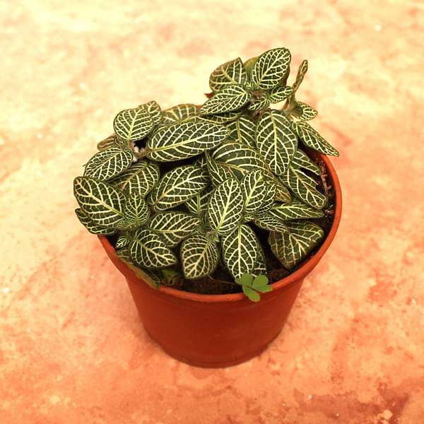 gog-plants-fittonia-albivenis-white-nerve-plant-plant-16968861089932.jpg
