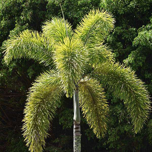 gog-plants-fox-tail-palm-plant-16968866496652.jpg