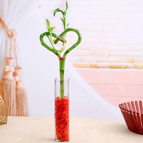 gog-plants-heart-arrangement-lucky-bamboo-in-a-glass-vase-with-pebbles-16968618147980.jpg