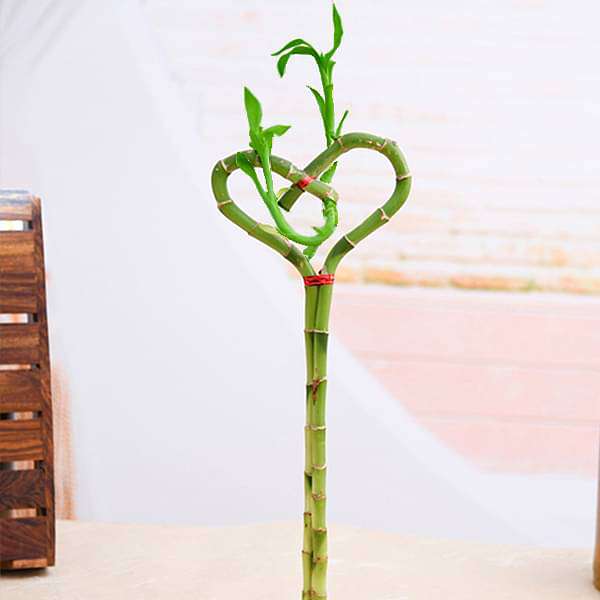 gog-plants-heart-arrangement-lucky-bamboo-plant-16968923676812.jpg