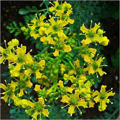 gog-plants-herb-of-grace-ruta-graveolens-satap-plant-16968930492556.jpg