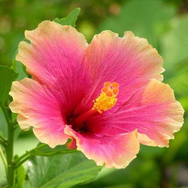 gog-plants-hibiscus-gudhal-flower-any-color-plant-16968930853004.jpg