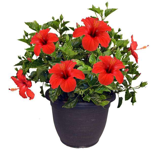 gog-plants-hibiscus-gudhal-flower-hybrid-any-color-plant-16968930951308.jpg