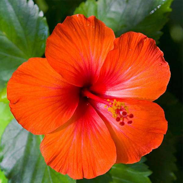 gog-plants-hibiscus-gudhal-flower-orange-plant-16968931049612.jpg
