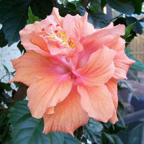 gog-plants-hibiscus-gudhal-flower-peach-double-plant-16968931115148.jpg