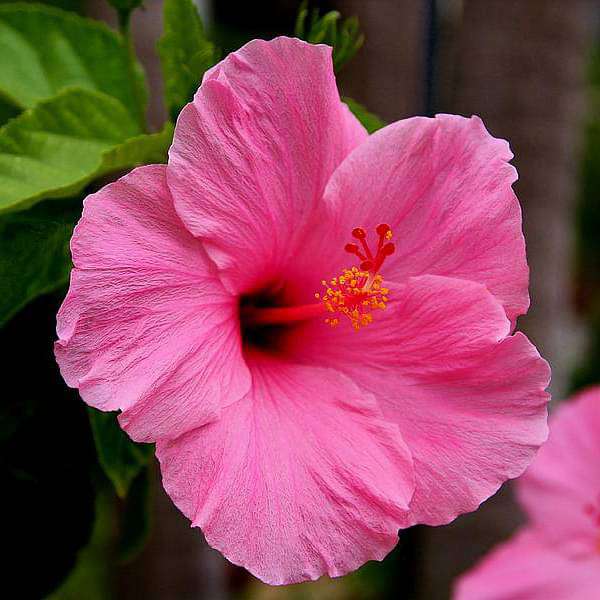 gog-plants-hibiscus-gudhal-flower-pink-plant-16968932622476.jpg