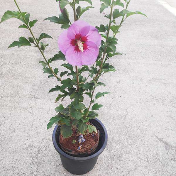 gog-plants-hibiscus-gudhal-flower-purple-plant-16968932163724.jpg