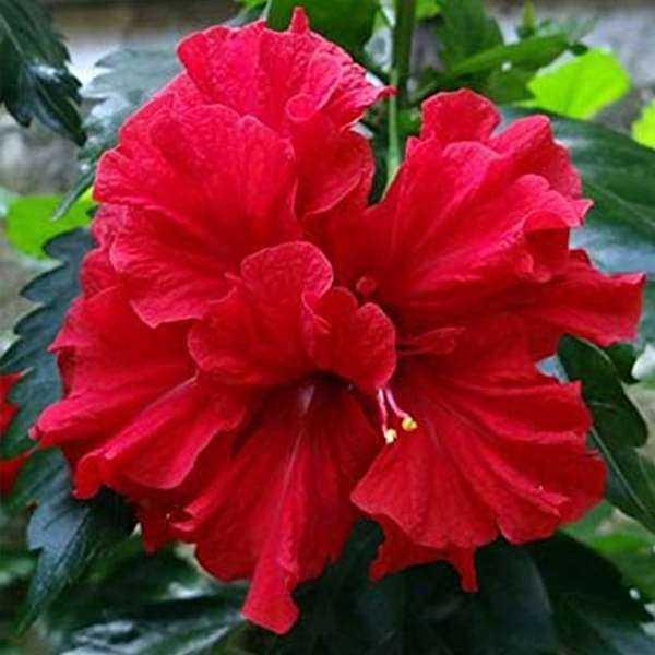 gog-plants-hibiscus-gudhal-flower-red-double-plant-16968931901580.jpg