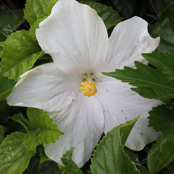 gog-plants-hibiscus-gudhal-flower-white-plant-16968932950156.jpg
