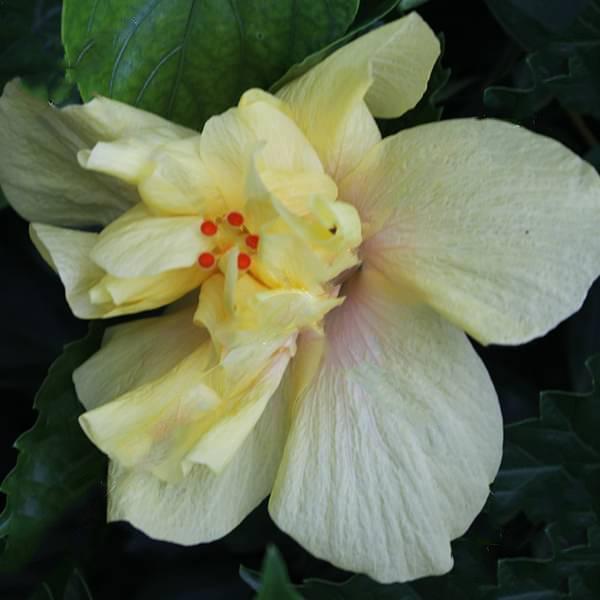 gog-plants-hibiscus-gudhal-flower-yellow-double-plant.jpg