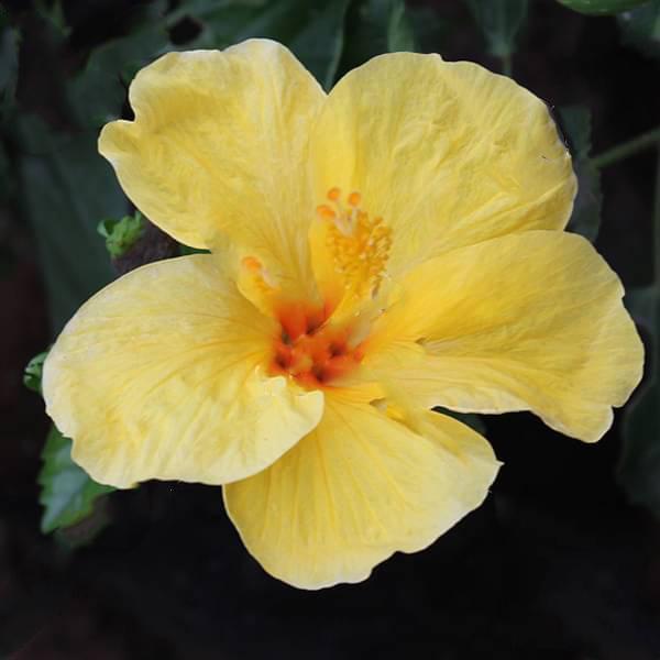 gog-plants-hibiscus-gudhal-flower-yellow-plant.jpg