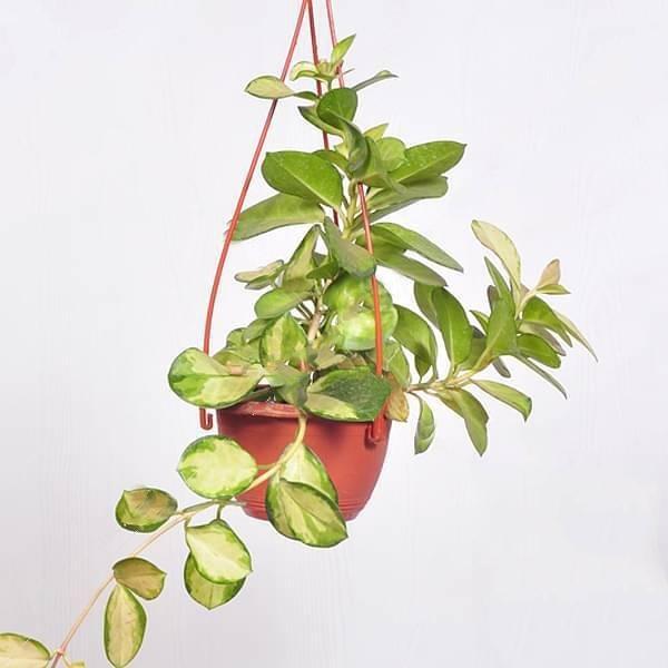 gog-plants-hoya-australis-lisa-hanging-basket-plant-1.jpg