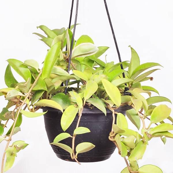 gog-plants-hoya-carnosa-green-hanging-basket-plant.jpg