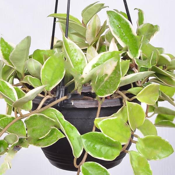 gog-plants-hoya-carnosa-variegated-hanging-basket-plant.jpg