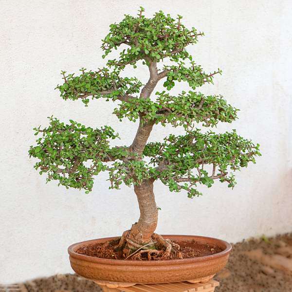 gog-plants-jade-bonsai-formal-upright-style-plant-16968965652620.jpg