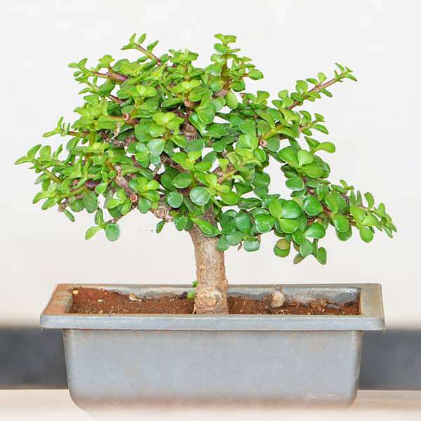 gog-plants-jade-bonsai-plant-16968841166988.jpg