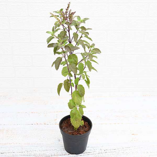 gog-plants-krishna-tulsi-plant-holy-basil-ocimum-tenuiflorum-black-plant-16968990425228.jpg