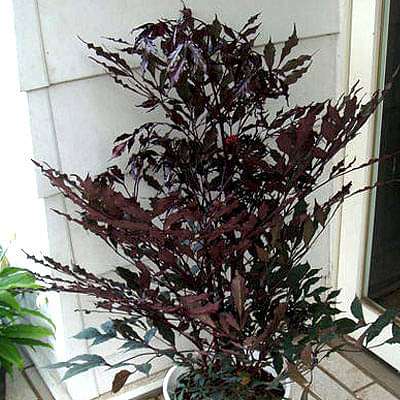 gog-plants-leea-coccinea-burgundy-leea-plant-16968997601420.jpg