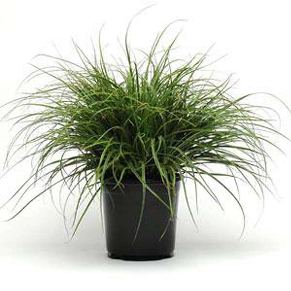 gog-plants-lucius-luzula-grass-plant-16969012543628.jpg