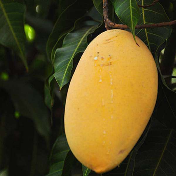 gog-plants-mango-tree-alphonso-grafted-plant-16969020702860.jpg