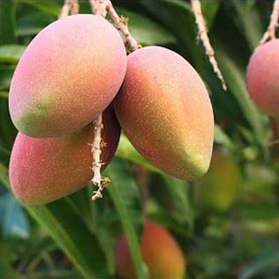 gog-plants-mango-tree-amrapali-grafted-plant-16969021063308.jpg