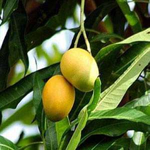 gog-plants-mango-tree-dudh-pedo-grafted-plant-16969021161612.jpg