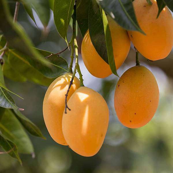 gog-plants-mango-tree-grown-through-seeds-plant-16969021128844.jpg