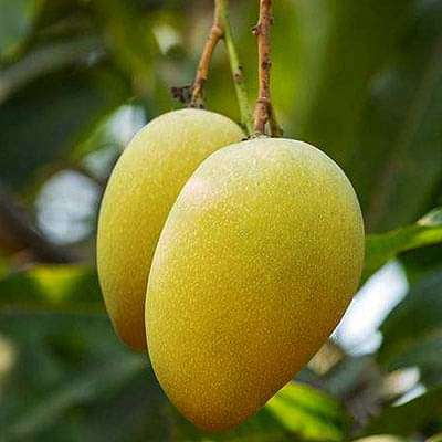 gog-plants-mango-tree-mallika-grafted-plant-16969021718668.jpg
