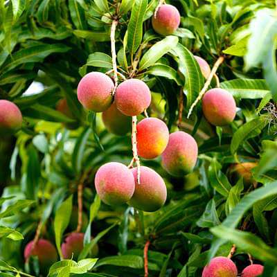 gog-plants-mango-tree-pairi-grafted-plant-16969021685900.jpg