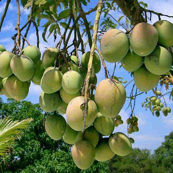 gog-plants-mango-tree-sindhu-grafted-seedless-plant-16969021849740.jpg