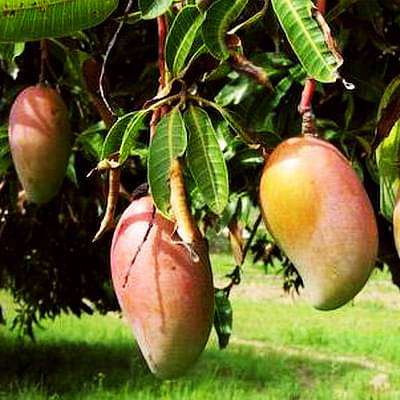 gog-plants-mango-tree-totapuri-grafted-plant-16969022111884.jpg
