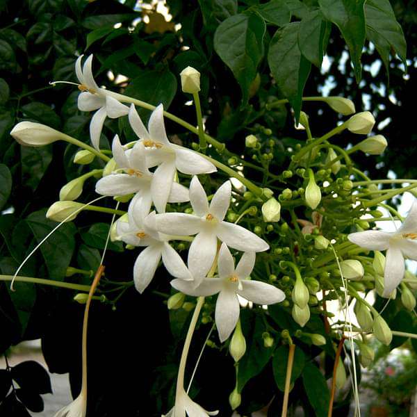 gog-plants-millingtonia-hortensis-plant-16969027616908.jpg