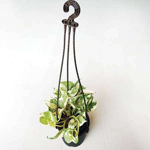 gog-plants-money-plant-marble-prince-scindapsus-n-joy-small-hanging-basket-plant-16969032040588.jpg