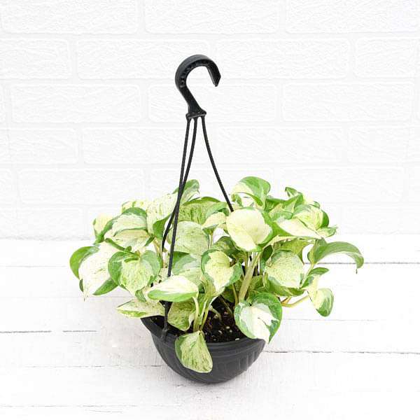 gog-plants-money-plant-marble-queen-hanging-basket-plant-16969032433804.jpg