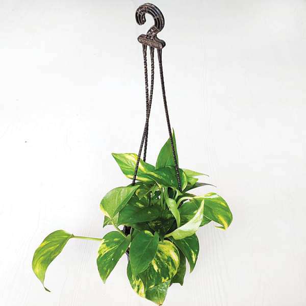 gog-plants-money-plant-scindapsus-green-small-hanging-basket-plant-16969033384076.jpg