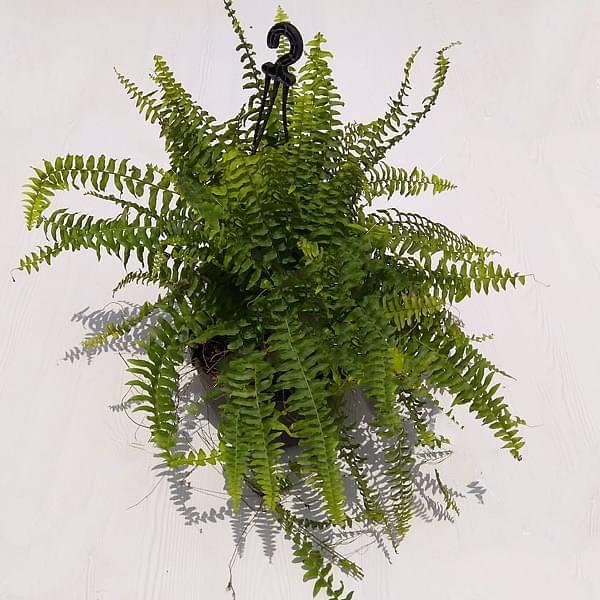 gog-plants-nephrolepis-exaltata-boston-fern-hanging-basket-plant.jpg