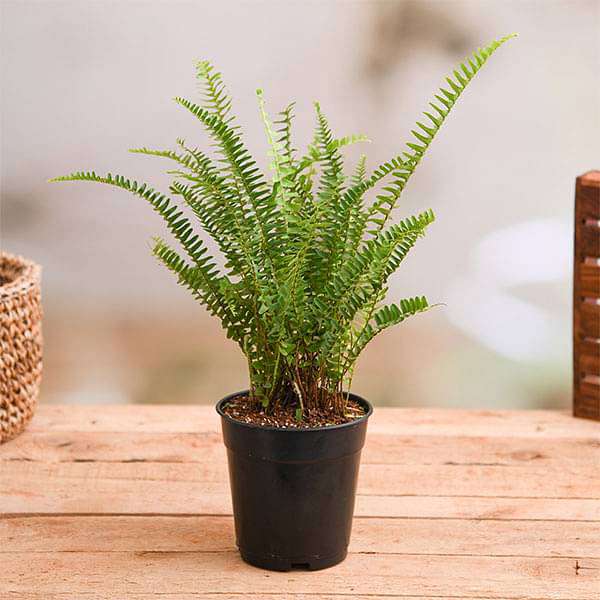 gog-plants-nephrolepis-exaltata-teddy-junior-green-plant-16969044885644.jpg
