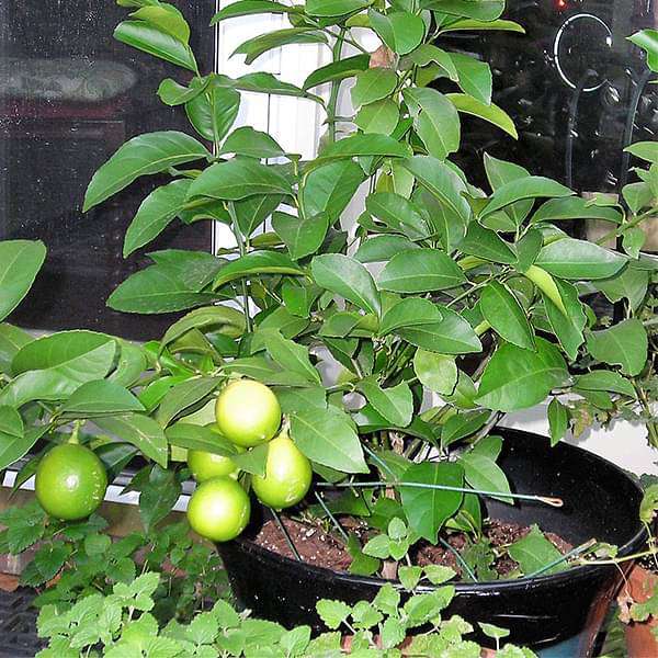 gog-plants-nimboo-lemon-tree-plant-16969045311628.jpg