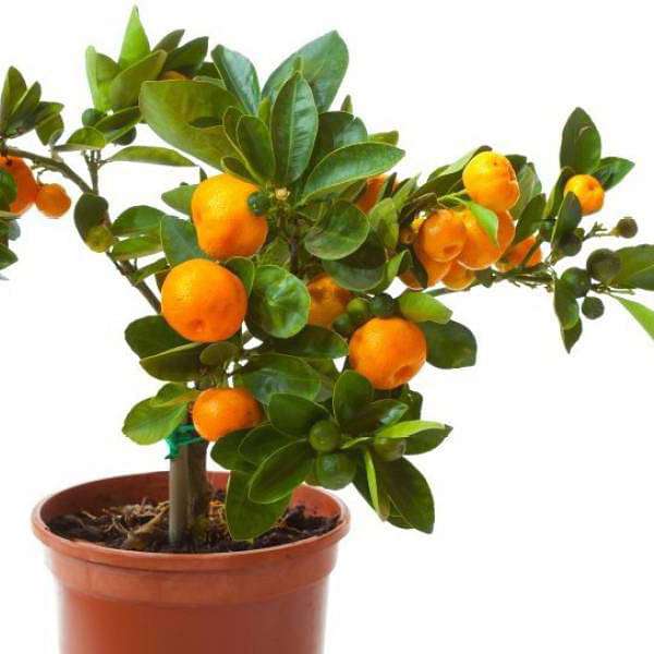 gog-plants-orange-fruit-santra-grafted-plant-16969145090188.jpg