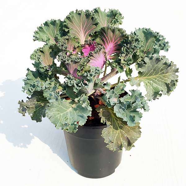 gog-plants-ornamental-cabbage-ornamental-kale-purple-green-plant-16969150070924.jpg