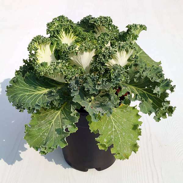 gog-plants-ornamental-cabbage-ornamental-kale-white-green-plant-16969150103692.jpg