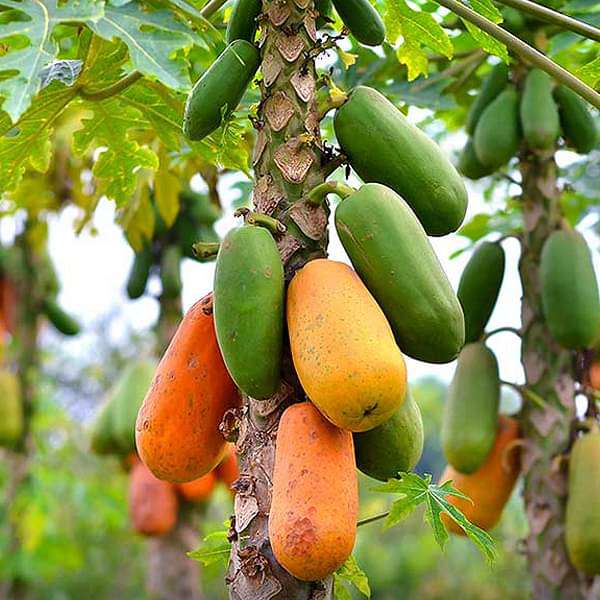 gog-plants-papaya-papita-hybrid-plant-16969157607564.jpg