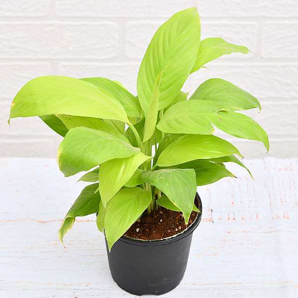 gog-plants-peace-lily-spathiphyllum-golden-plant-16969163243660.jpg