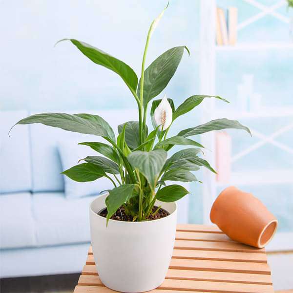 gog-plants-peace-lily-spathiphyllum-plant-16969163931788.jpg