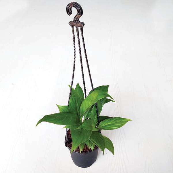 gog-plants-peace-lily-spathiphyllum-small-hanging-basket-plant-16969164488844.jpg