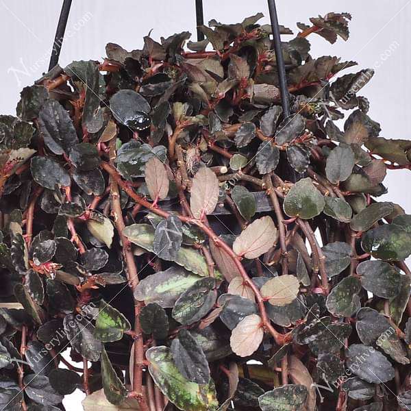 gog-plants-pellionia-repens-satin-creeper-hanging-basket-plant-16969167667340.jpg