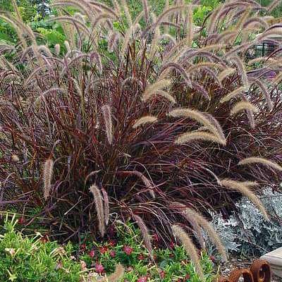 gog-plants-pennisetum-ruppellii-plant-16969168552076.jpg