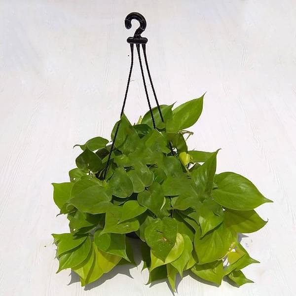 gog-plants-philodendron-cordatum-green-hanging-basket-plant.jpg
