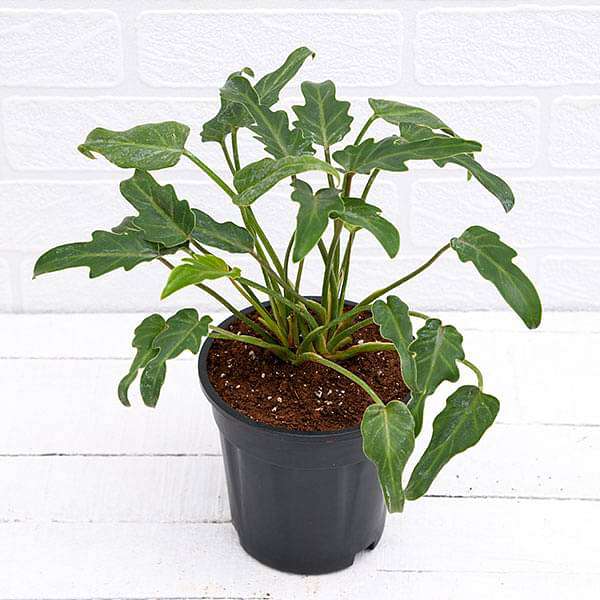 gog-plants-philodendron-xanadu-green-plant-16969189458060.jpg